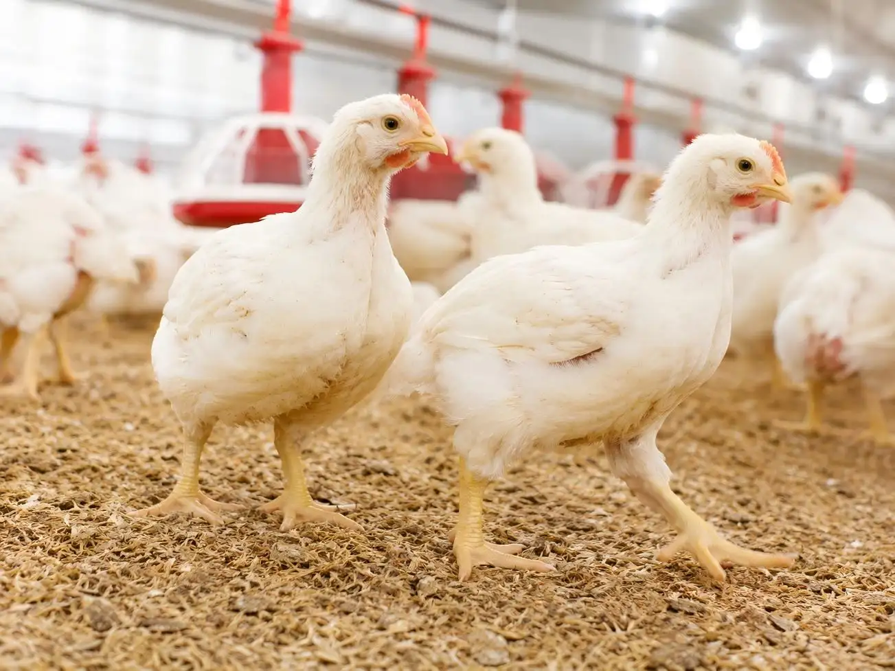 Calcium Formate Feed Additive